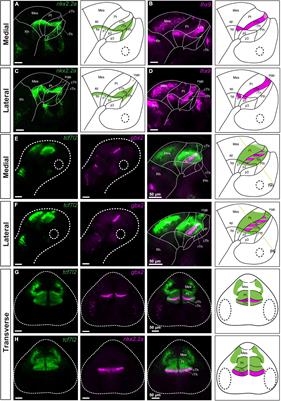 Genoarchitecture of the Early Postmitotic Pretectum and the Role of Wnt Signaling in Shaping Pretectal Neurochemical Anatomy in Zebrafish